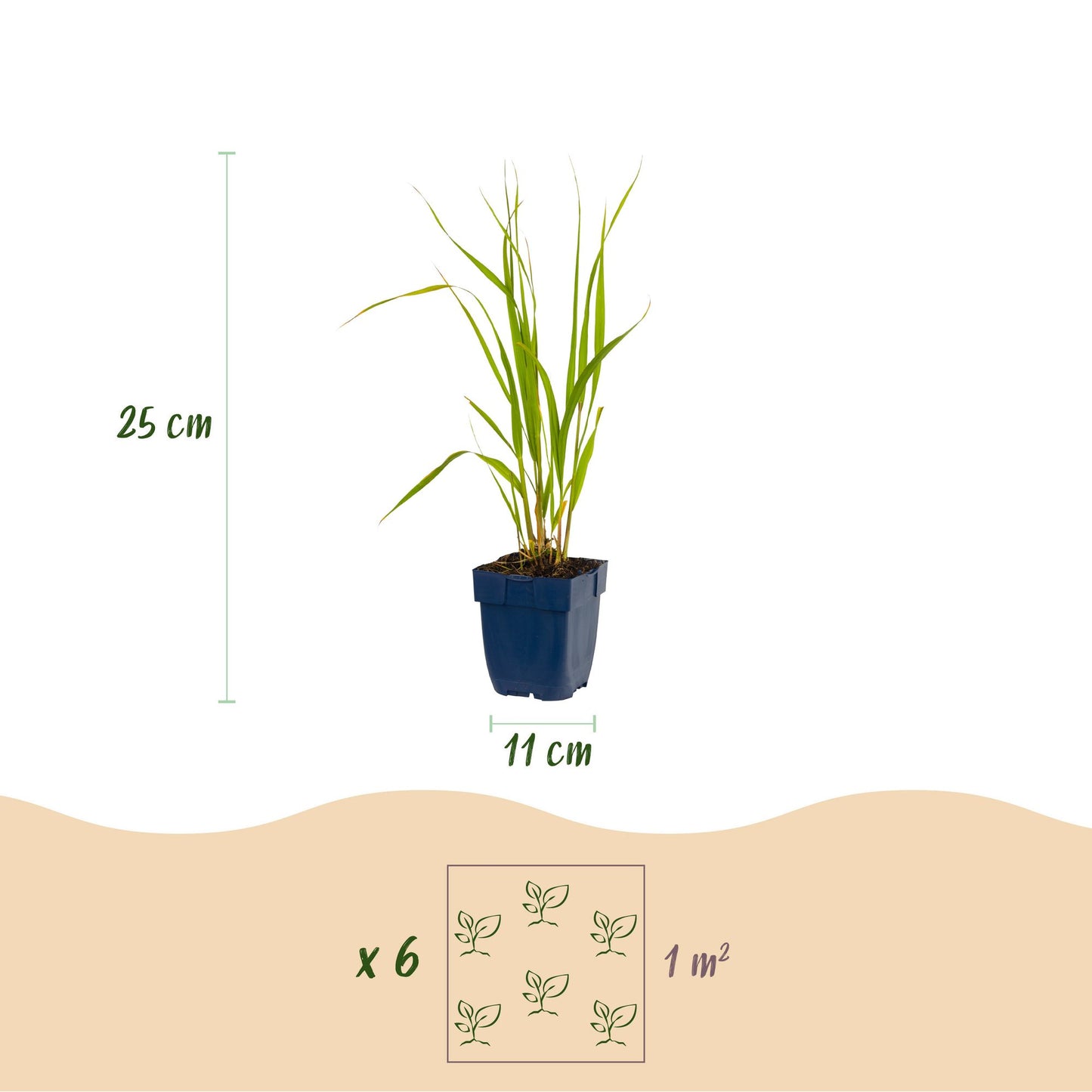 Molinia caer. Heidebraut : Schéma d'une jeune graminée en pot indiquant sa hauteur (25 cm) et la largeur du pot (11 cm), avec une infographi