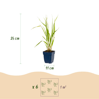 Molinia caer. Heidebraut : Schéma d'une jeune graminée en pot indiquant sa hauteur (25 cm) et la largeur du pot (11 cm), avec une infographi