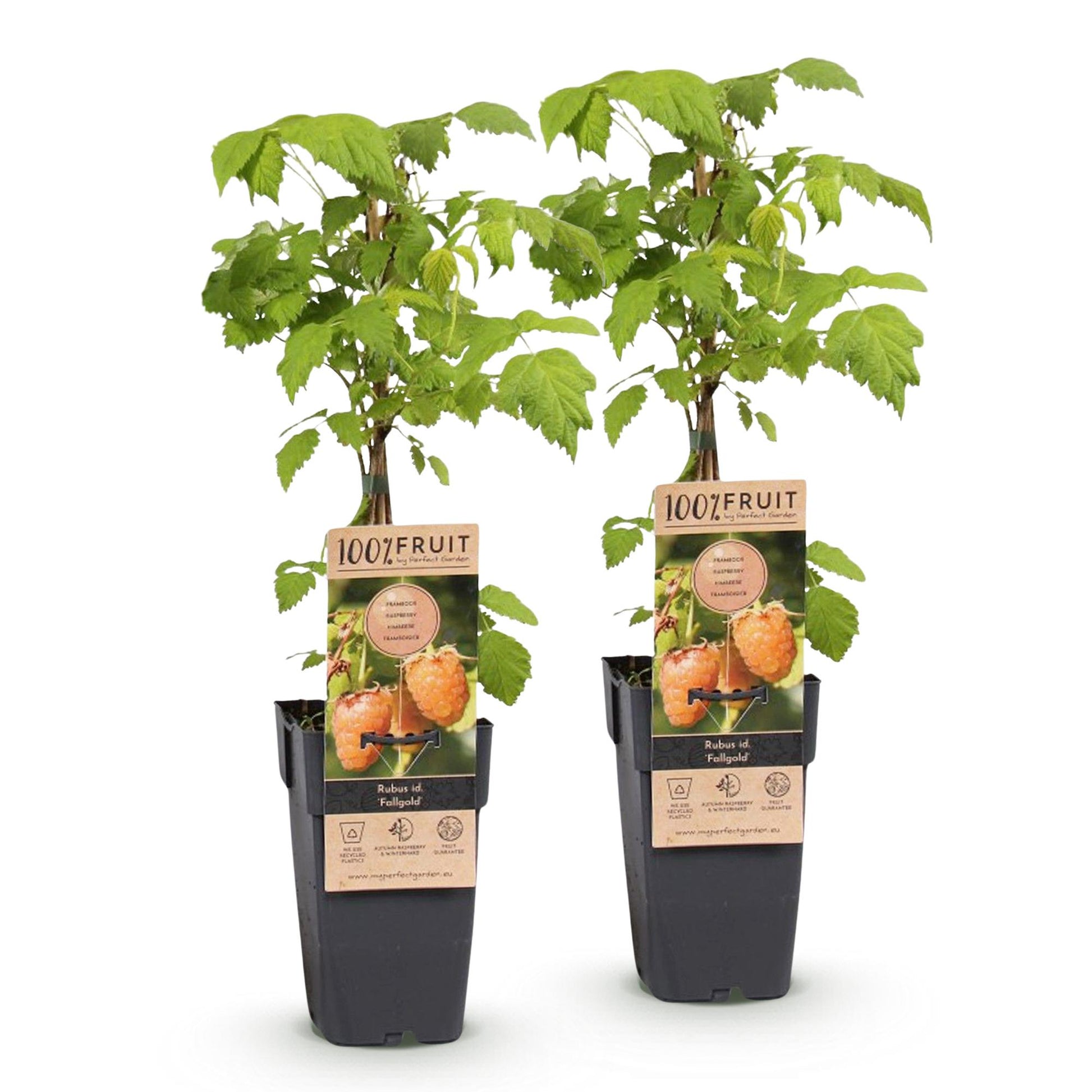 Rubus idaeus Fallgold. Deux plants de framboisier aux feuilles vertes sur fond blanc, avec des étiquettes montrant des framboises jaunes.