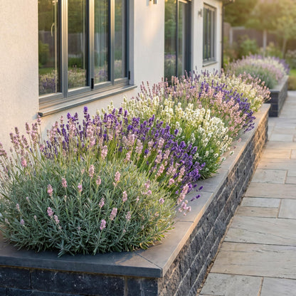 Lavande Tricolour en fleurs roses, violettes et blanches le long d'une maison moderne, créant une haie colorée et parfumée en pot.