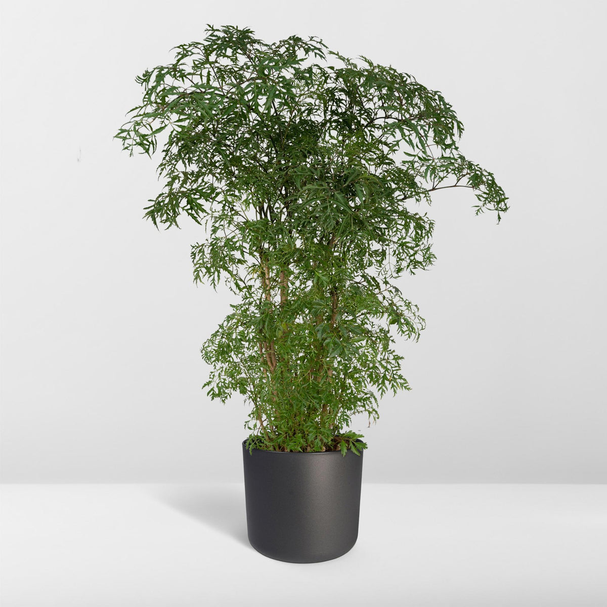 Polyscias fruticosa en pot de 21 cm, hauteur 75 cm, vu de face, sur fond blanc