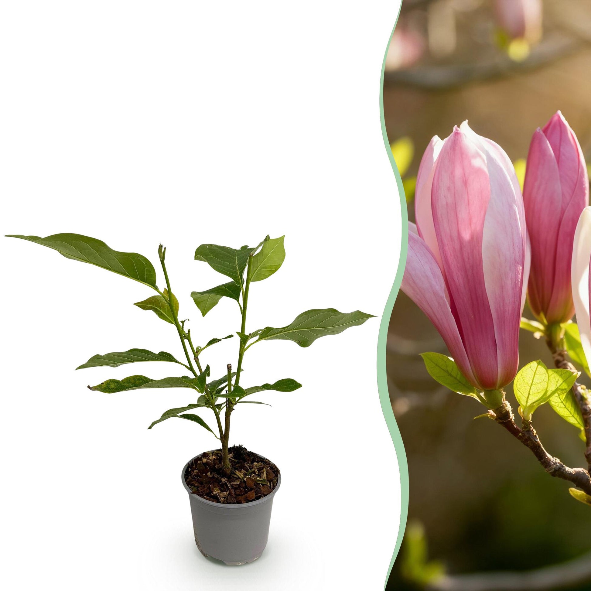 Magnolia Ricki : jeune plant en pot de 12cm et 30cm de haut, à gauche, et gros plan de ses fleurs rouges/roses, à droite.