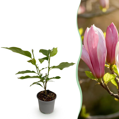 Magnolia Ricki : jeune plant en pot de 12cm et 30cm de haut, à gauche, et gros plan de ses fleurs rouges/roses, à droite.
