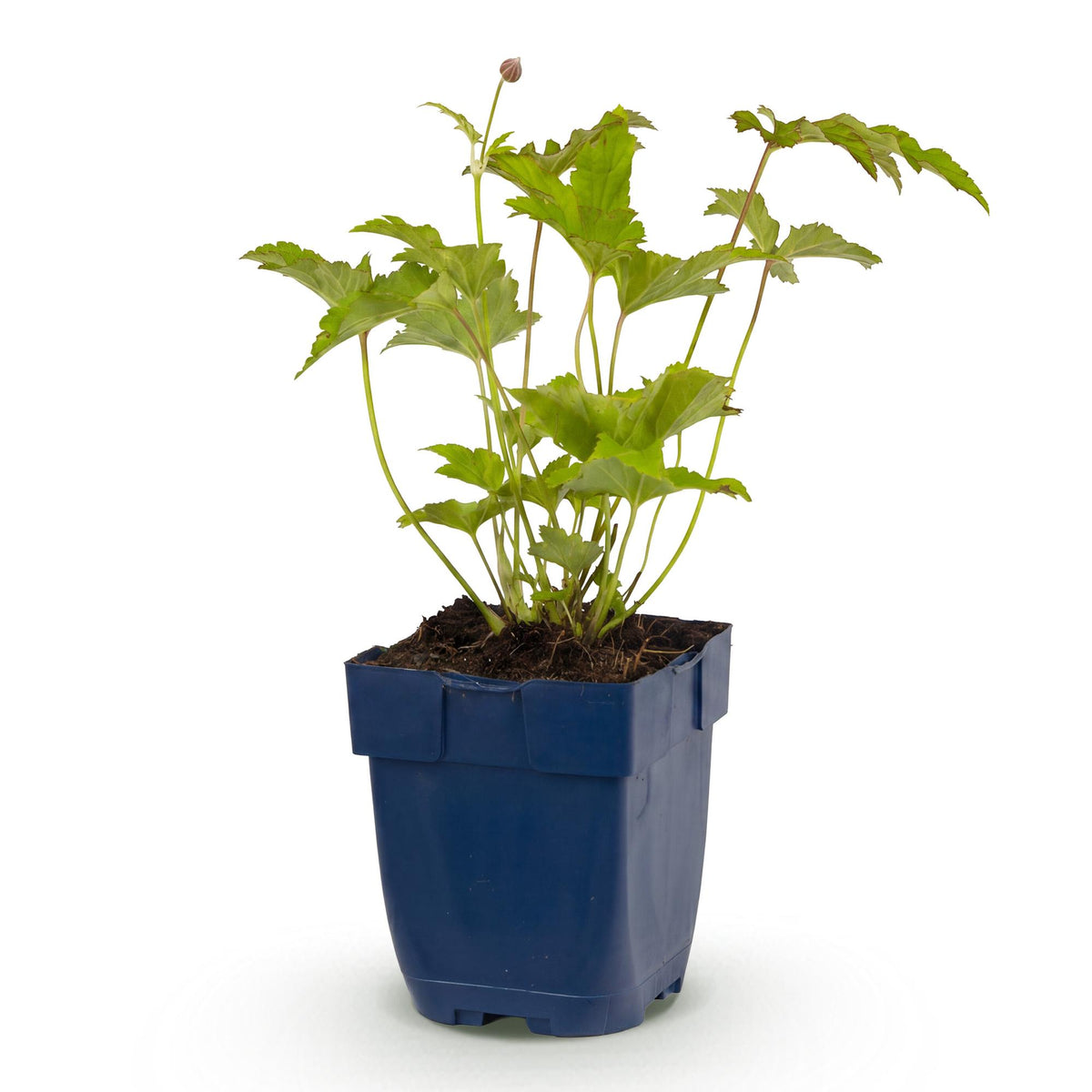 Anémone du Japon 'Honorine Jobert' - 1 plant en pot de 11 cm