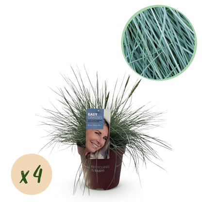 Festuca glauca Intense Blue, graminées ornementales bleu intense en pot, avec une bulle indiquant 4 plants, et gros plan sur le feuillage.
