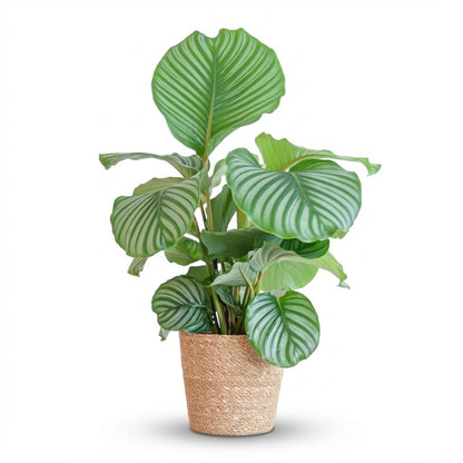 Calathea Orbifolia plante d'intérieur en pot de 21cm, feuillage rayé argenté et vert, hauteur 60-70cm
