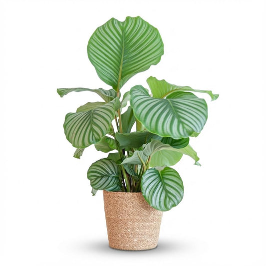 Superbe Calathea Orbifolia avec ses grandes feuilles rondes vertes claires rayées, dans un pot en fibre naturelle