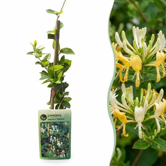 Chèvrefeuille du Japon 'Halliana' (Lonicera japonica) - grimpante persistante parfumée