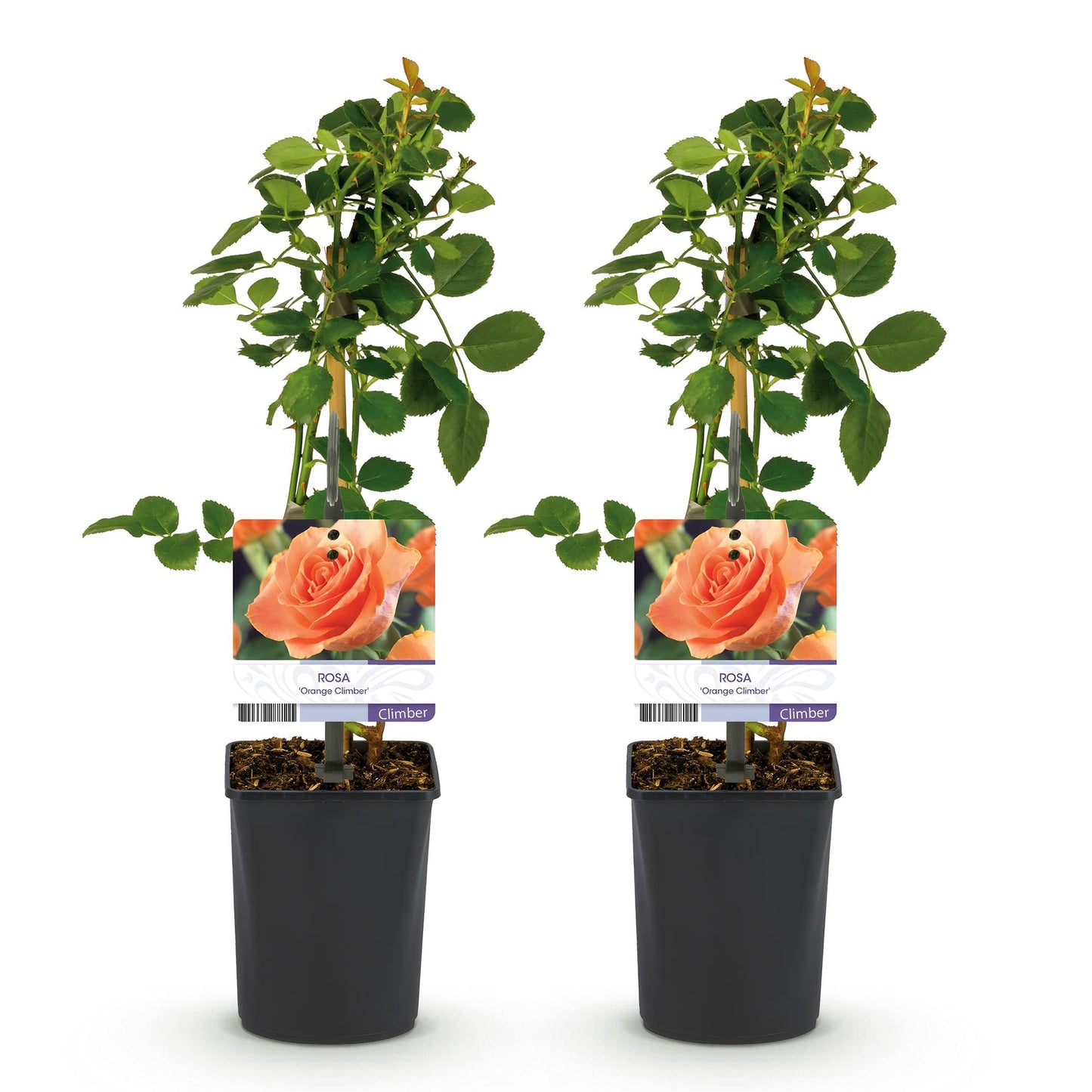 Rosa grimpante 'Orange Climber' en lot de deux plants, avec des étiquettes affichant une rose orange et le nom de la variété.