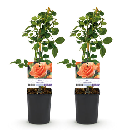 Rosa grimpante 'Orange Climber' en lot de deux plants, avec des étiquettes affichant une rose orange et le nom de la variété.