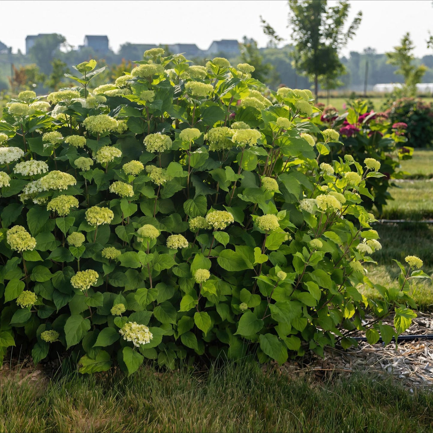 Hortensia arborescens FlowerWOW, un massif fleuri de couleur vert pâle, en plein air dans un jardin paysager.
