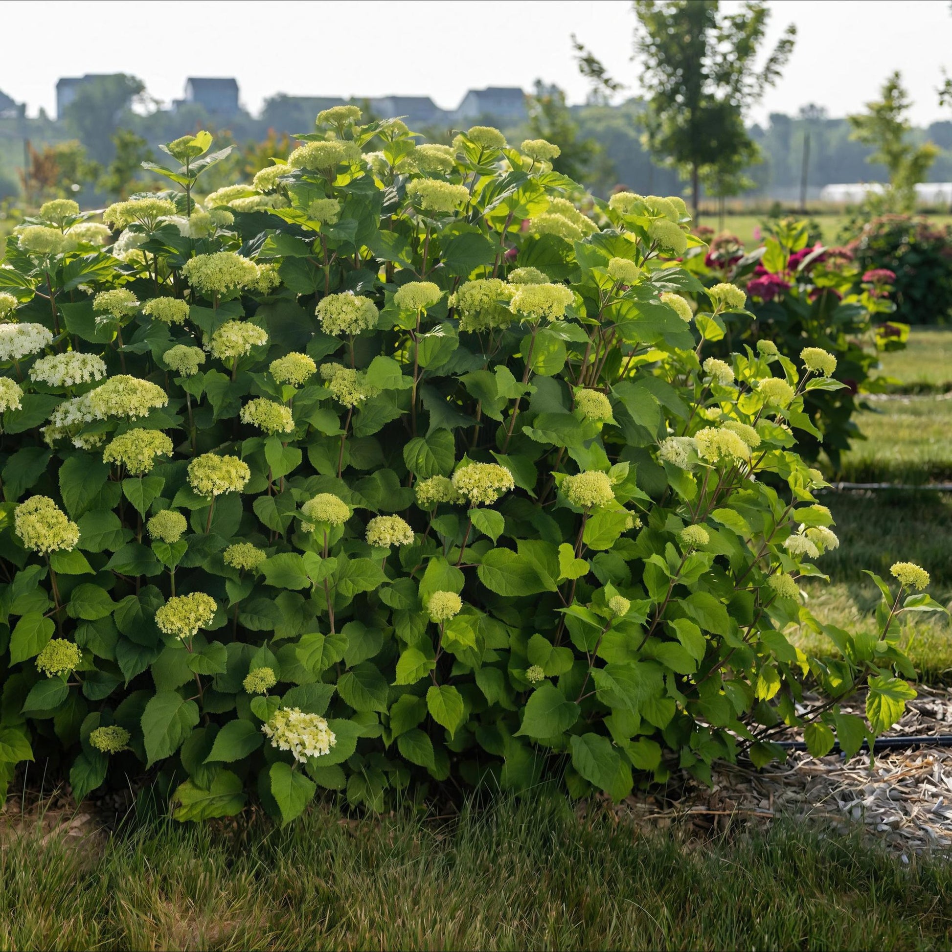 Hortensia arborescens FlowerWOW, un massif fleuri de couleur vert pâle, en plein air dans un jardin paysager.