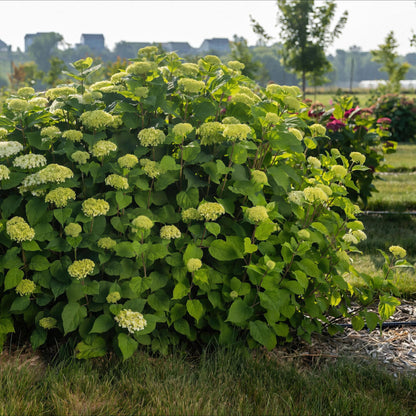 Hortensia arborescens FlowerWOW, un massif fleuri de couleur vert pâle, en plein air dans un jardin paysager.
