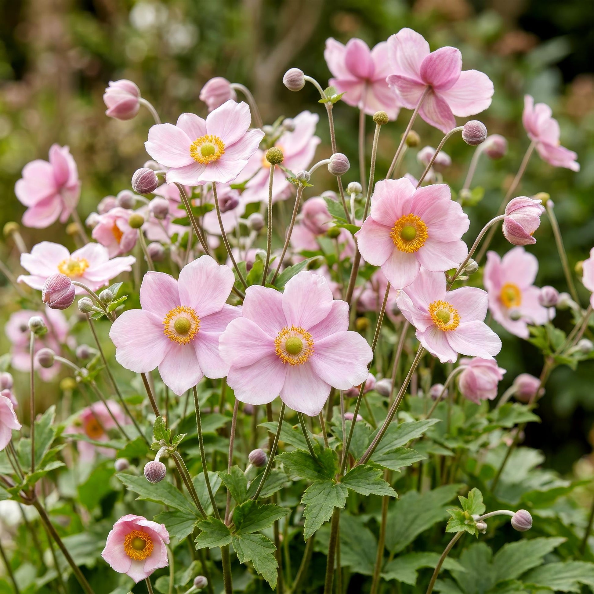Anemone hybride 'Kön. Charlotte' en fleurs roses pastel dans un jardin, avec de nombreux boutons floraux, créant une ambiance douce.