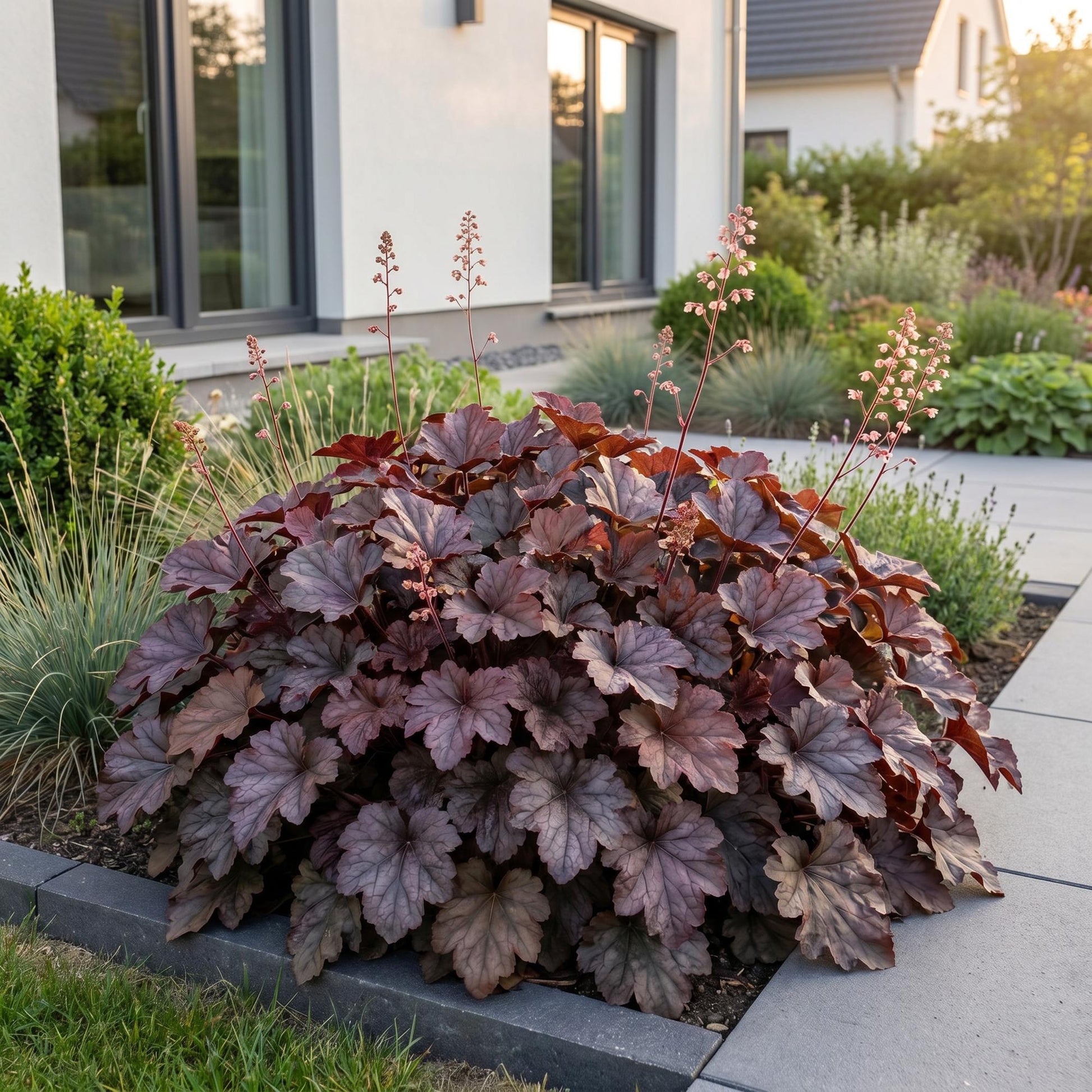 Heuchera micrantha Palace Purple, vivace au feuillage pourpre et aux fleurs délicates, plantée au pied d'une maison moderne.