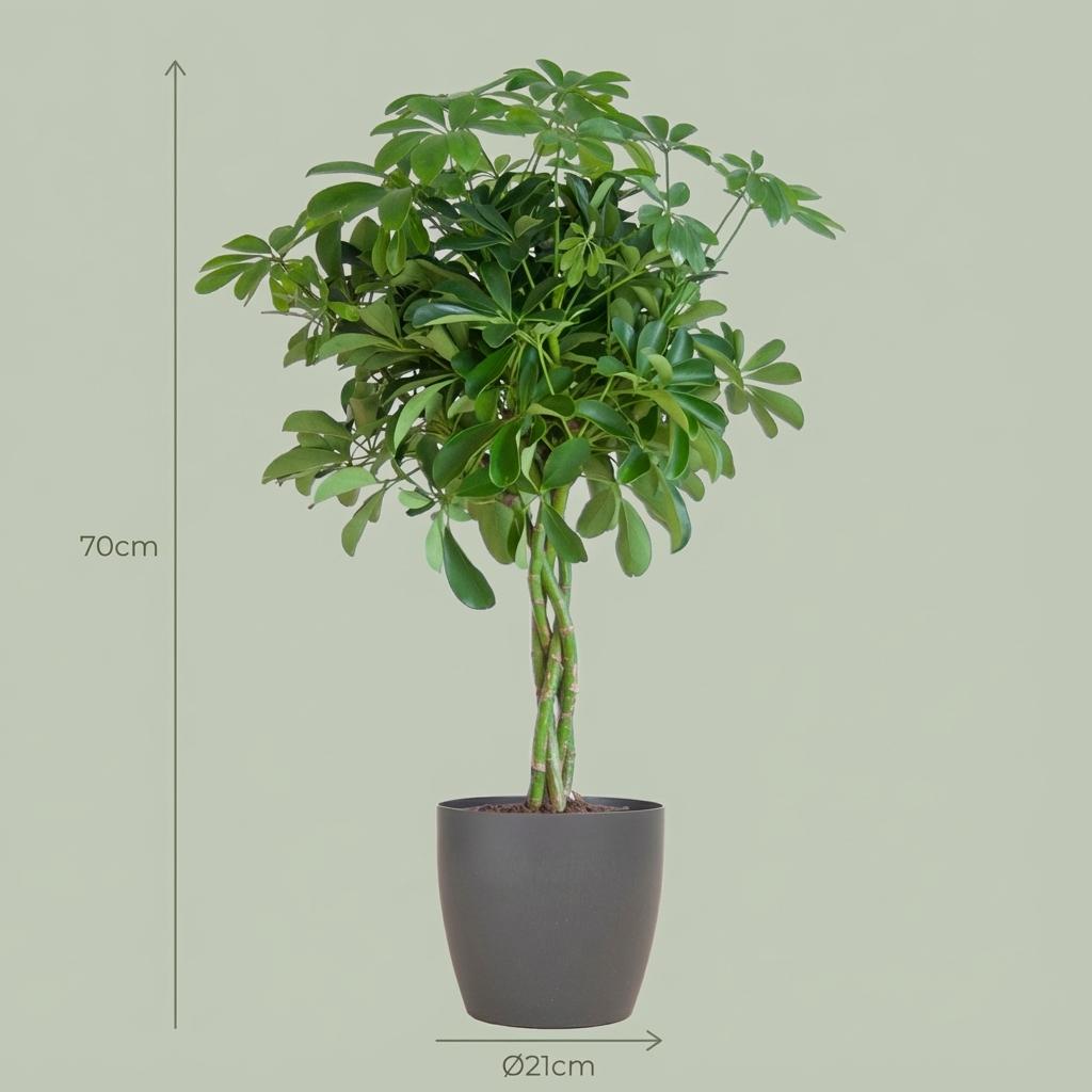 Schefflera Arabe Nora avec Potter gris - 70cm - Ø21