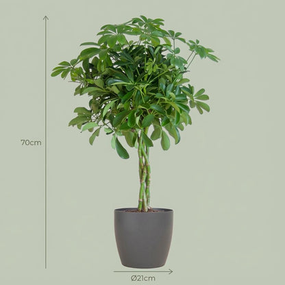 Schefflera Arabe Nora avec Potter gris - 70cm - Ø21