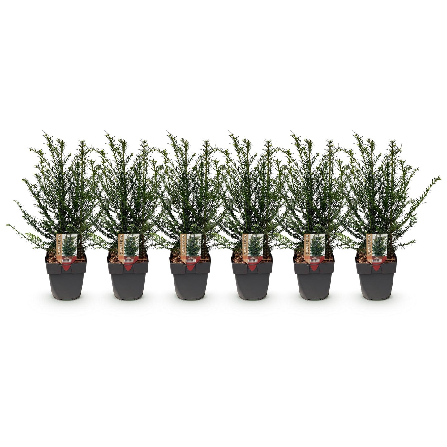 Taxus baccata : six jeunes plants en pot, alignés sur un fond blanc, formant un lot de plantes de haie.