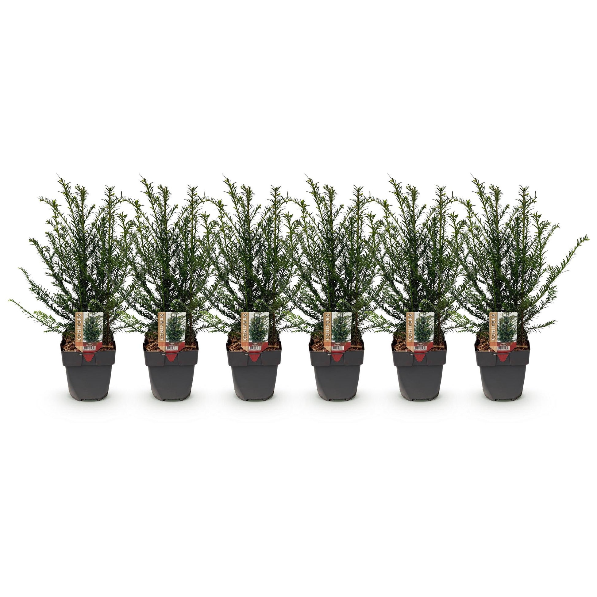 Taxus baccata : six jeunes plants en pot, alignés sur un fond blanc, formant un lot de plantes de haie.