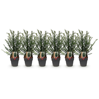 Taxus baccata : six jeunes plants en pot, alignés sur un fond blanc, formant un lot de plantes de haie.