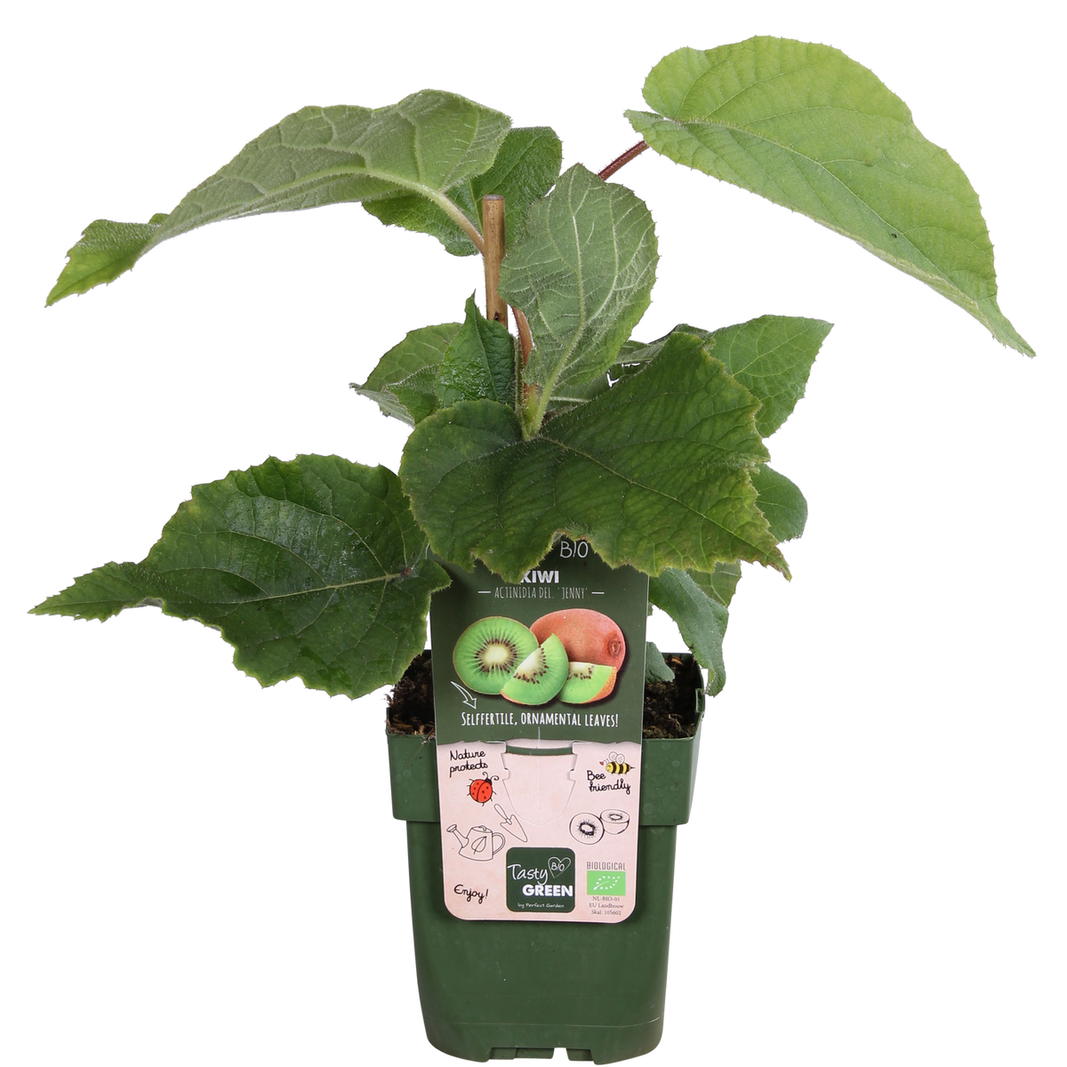Kiwi 'Jenny' (Actinidia) - fruitier grimpant autofertile - Pot 13 cm - Hauteur 45 cm
