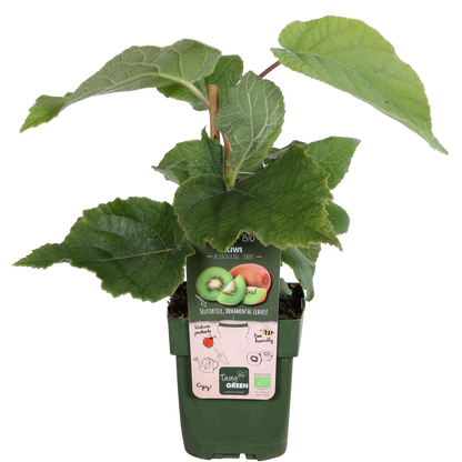 Kiwi 'Jenny' (Actinidia) - fruitier grimpant autofertile - Pot 13 cm - Hauteur 45 cm