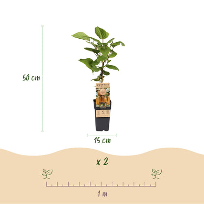 Actinidia deliciosa Hayward. Infographie montrant un plant de kiwi en pot de 15 cm avec une hauteur de 50 cm. Indication de plantation de 2 