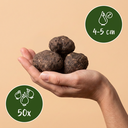 Bulbes d'Éranthe d'hiver Cilicica tenus dans une main, calibre 4-5 cm, lot de 50 bulbes.