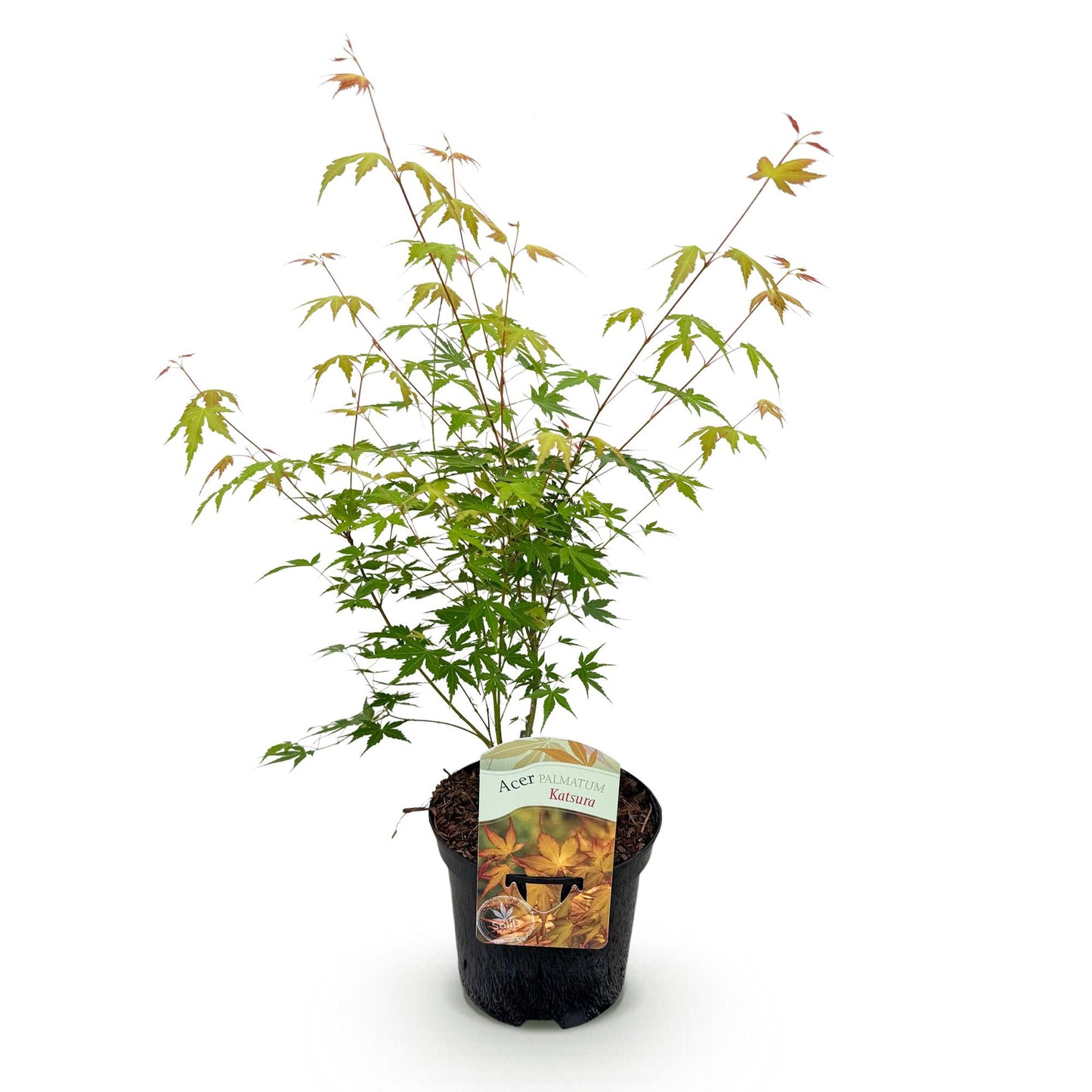 Érable japonais Acer palmatum Katsura en pot de 19 cm, feuillage vert tendre aux pointes orangées sur fond blanc uni.
