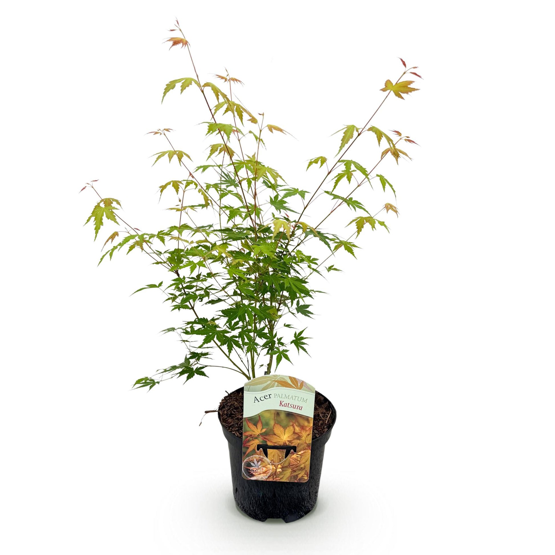 Érable japonais Acer palmatum Katsura en pot de 19 cm, feuillage vert tendre aux pointes orangées sur fond blanc uni.