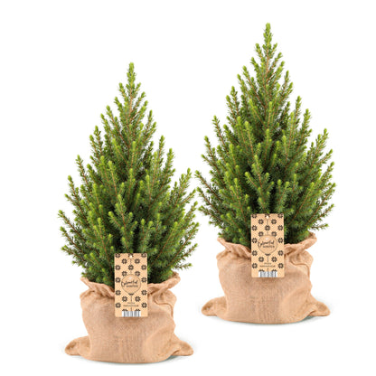Épicéa de l'Alberta 'Conica' lot de 2 sapins en pot de 19 cm, sac en jute