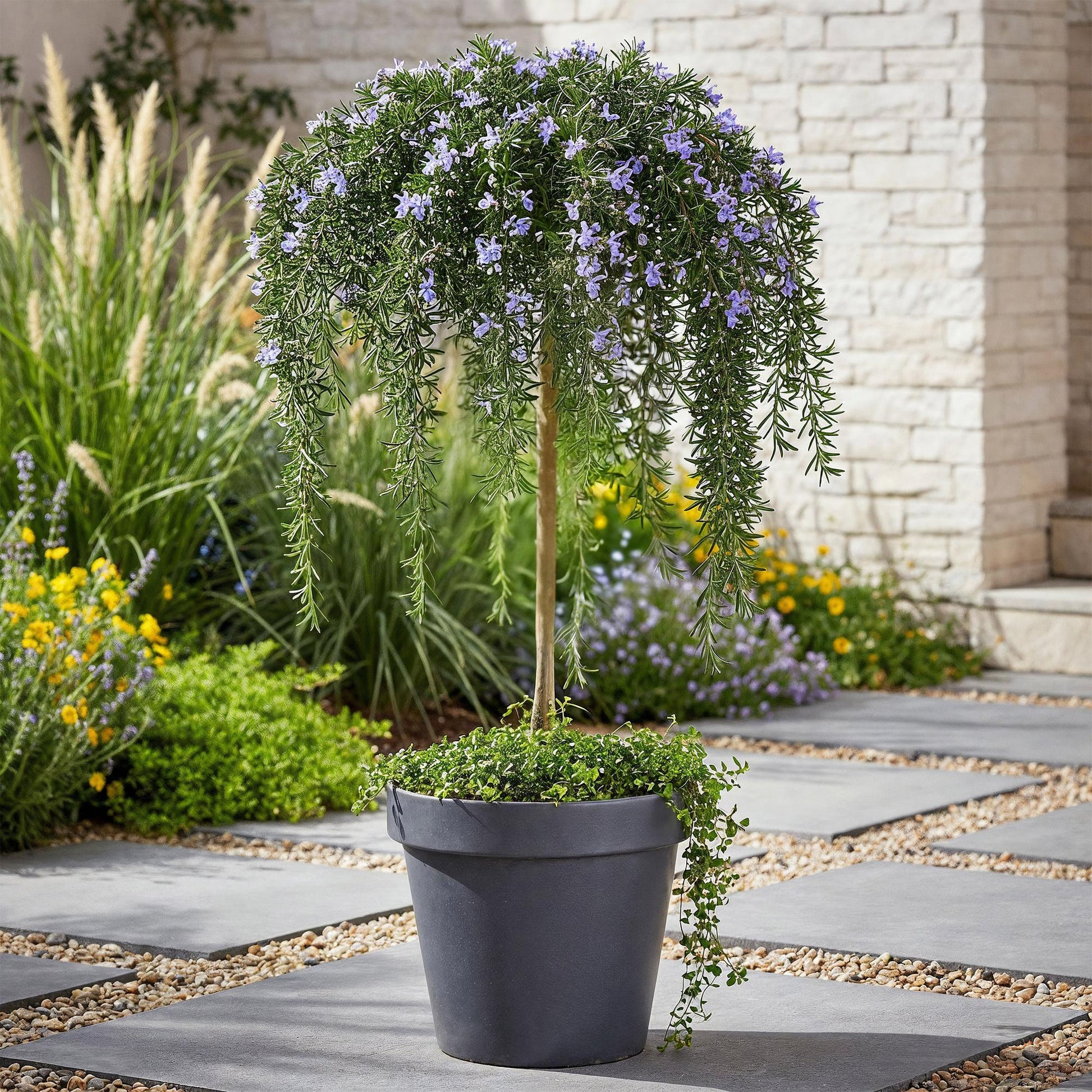 Rosmarinus officinalis Prostratus en fleur violette, un romarin rampant sur tige, dans un pot gris sur une terrasse avec un jardin en arrièr