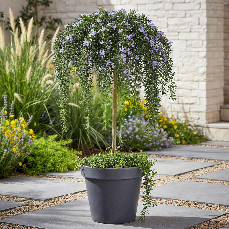 Romarin Prostratus Violet (Rosmarinus officinalis), plante vivace méditerranéenne, fleurs violettes, Pot 19 cm, Hauteur 70-90 cm