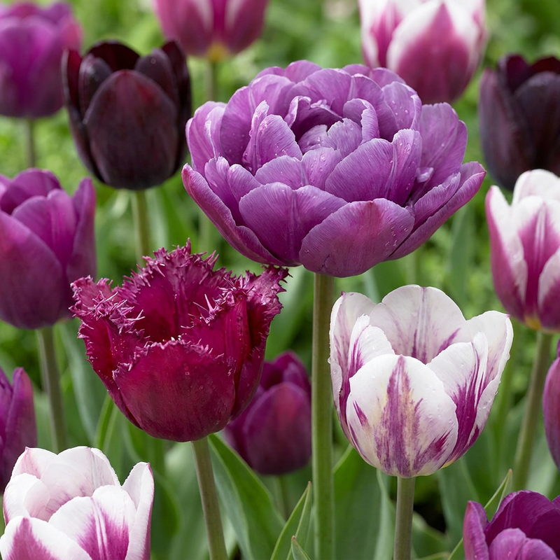 Tulipe 'Blueberry' en mélange (Tulipa) - floraison printanière - calibre 11/12