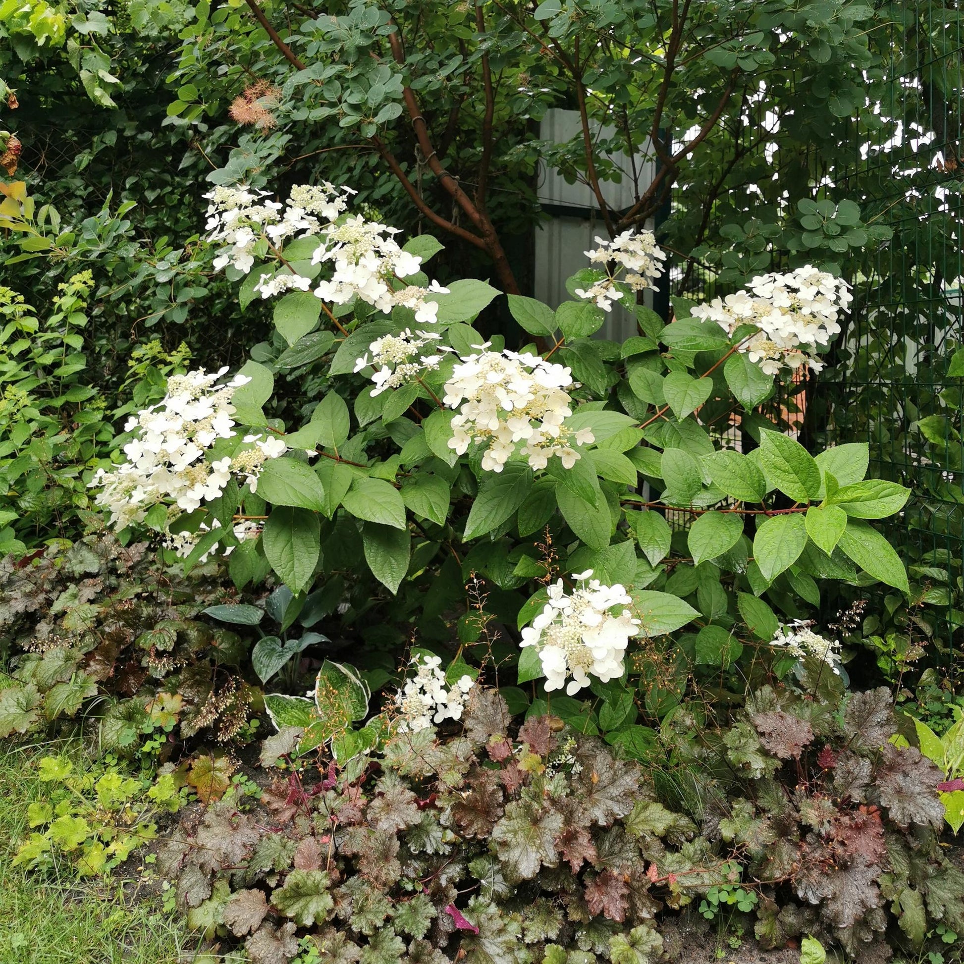 Hydrangea panniculata Wims Red en fleurs blanches, intégré dans un massif avec d'autres plantes à feuillage, dans un jardin verdoyant.