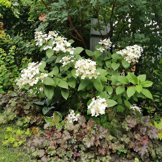 Hydrangea panniculata Wims Red en fleurs blanches, intégré dans un massif avec d'autres plantes à feuillage, dans un jardin verdoyant.