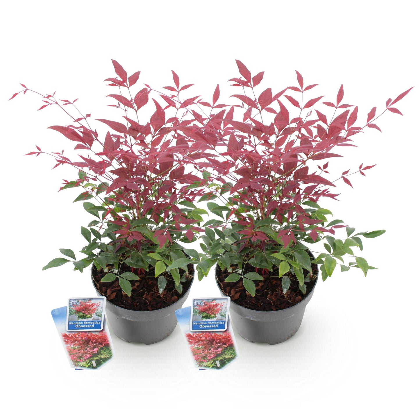 Nandina Obsessed. Deux plants en pot, feuillage rouge et vert luxuriant, sur un fond blanc uni, prêts à être plantés.