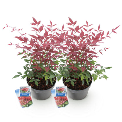 Nandina Obsessed. Deux plants en pot, feuillage rouge et vert luxuriant, sur un fond blanc uni, prêts à être plantés.