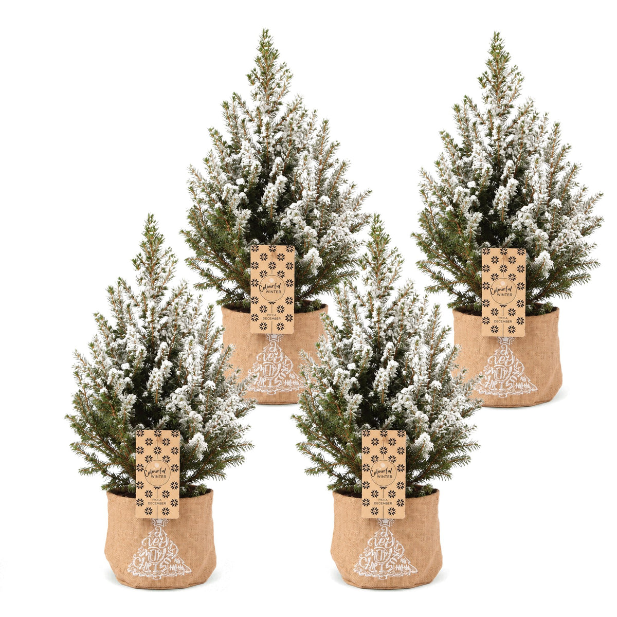 Épicéa 'Conica' enneigé lot de 4 sapins en pot de 17 cm, sac en jute