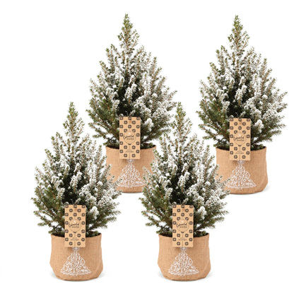 Épicéa 'Conica' enneigé lot de 4 sapins en pot de 17 cm, sac en jute
