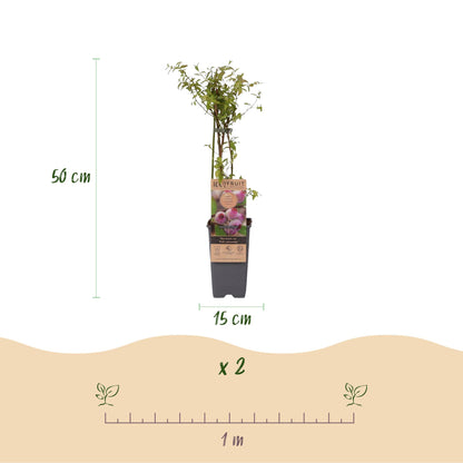 Vaccinium cor. Pink Lemonade : Schéma d'une plante de myrtille rose en pot de 15 cm avec une hauteur de 50 cm. Indique 2 plantes et un espac