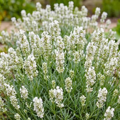 Lavande 'Hidcote' blanche. Gros plan sur ses épis de fleurs blanches délicates et son feuillage gris-vert, créant une texture douce.