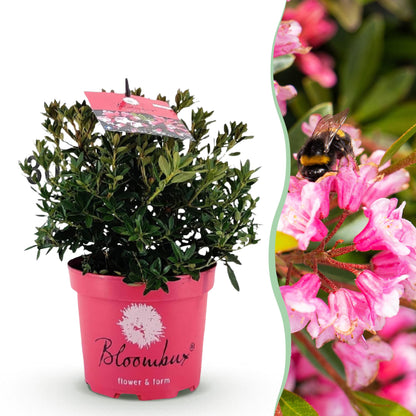 Rhododendron Bloombux rose clair en pot, à côté d'un gros plan de ses fleurs roses avec une abeille butinant.