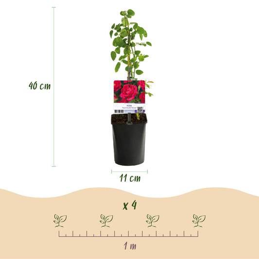 Rosa Paul Scarlet Climber, rose grimpante à fleurs rouges. Schéma d'un plant avec sa hauteur de 40 cm et son pot de 11 cm. Indication de pla