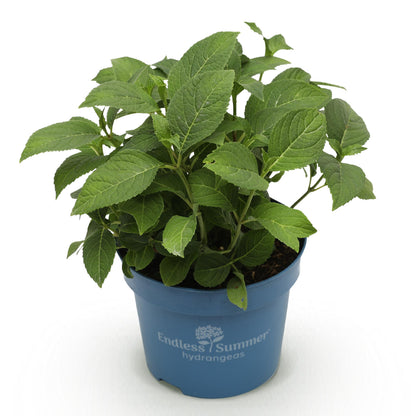 Hortensia Endless Summer The Original Pink, jeune plant en pot bleu sur fond blanc, prêt à être planté et à fleurir.