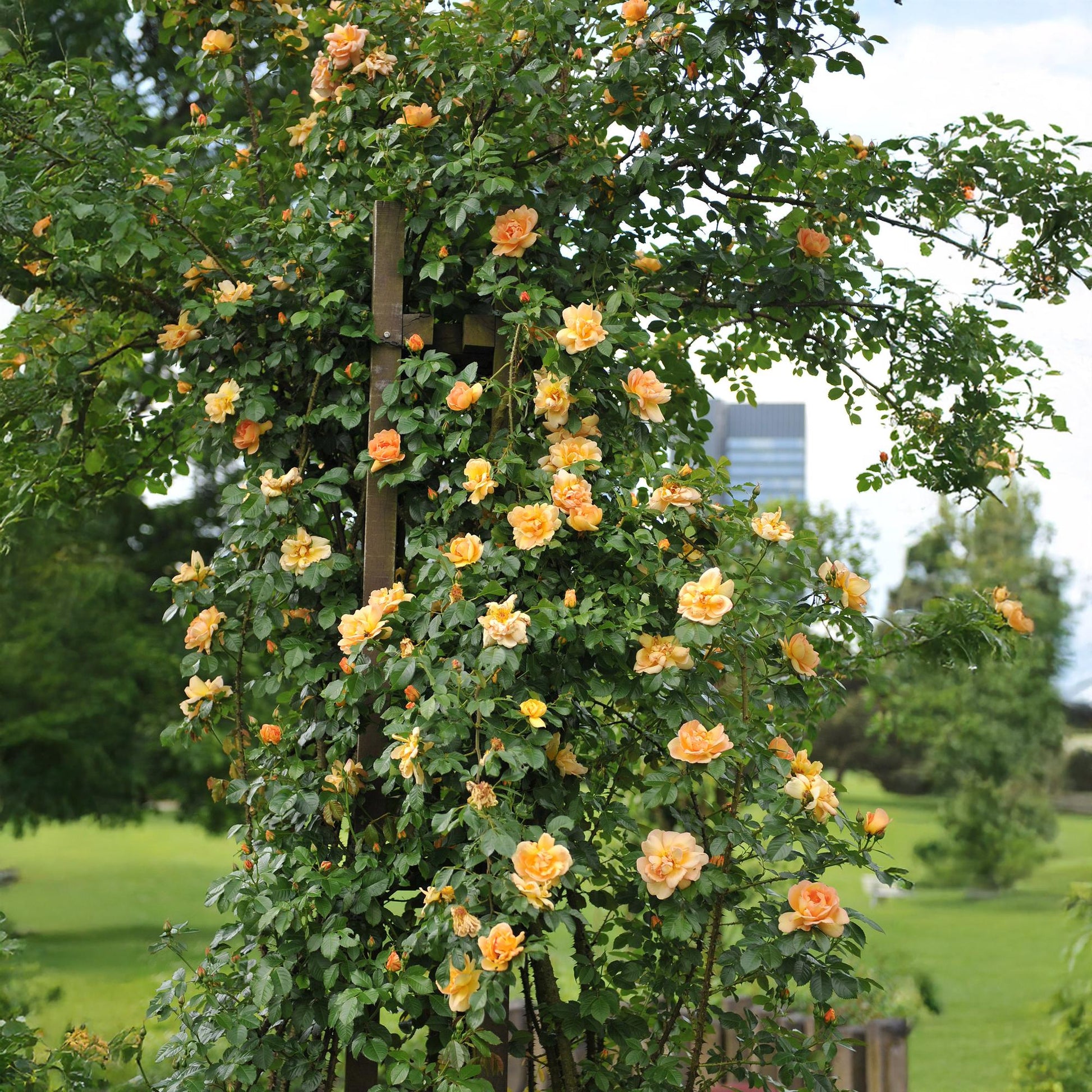 Rosa grimpante Red Climber aux fleurs oranges, poussant le long d'un pilier en bois dans un jardin verdoyant.