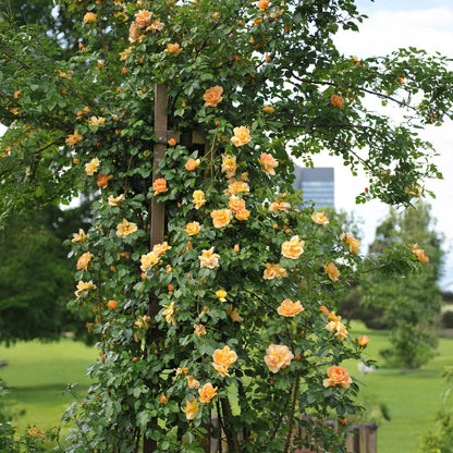 Rosa grimpante Red Climber aux fleurs oranges, poussant le long d'un pilier en bois dans un jardin verdoyant.