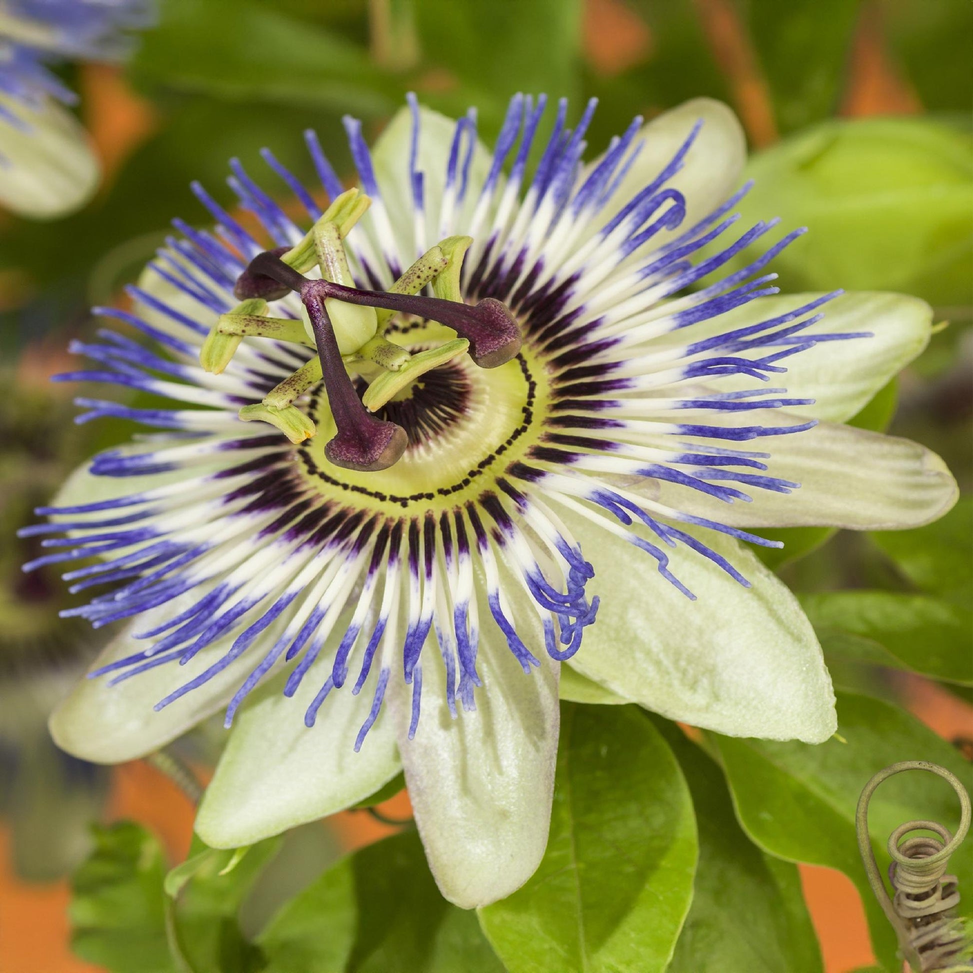 Passiflora caerulea 'Fleur de Passion' : Gros plan sur la fleur bleue, blanche et violette, avec ses détails fins et complexes, sur fond de 