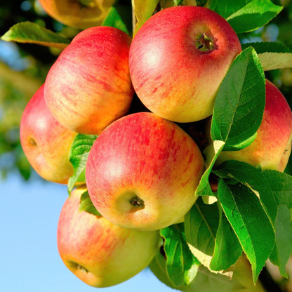Pommier Jonagold. Gros plan sur un bouquet de pommes rouges et jaunes, suspendues à une branche feuillue sur fond de ciel bleu.