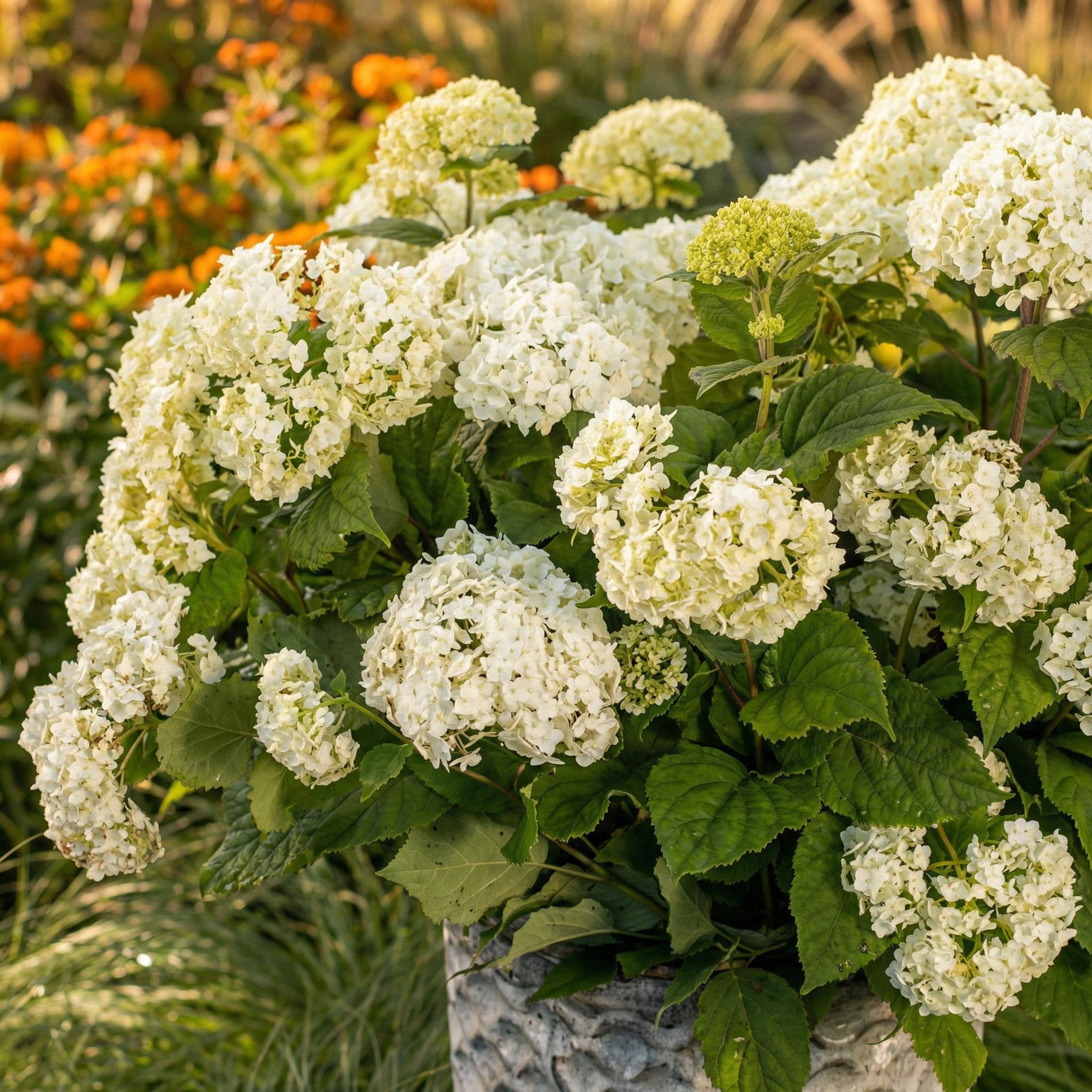 Hydrangea arborescens FlowerWOW, hortensia blanc crème luxuriant en pot texturé, dans un jardin ensoleillé avec des fleurs orange en arrière